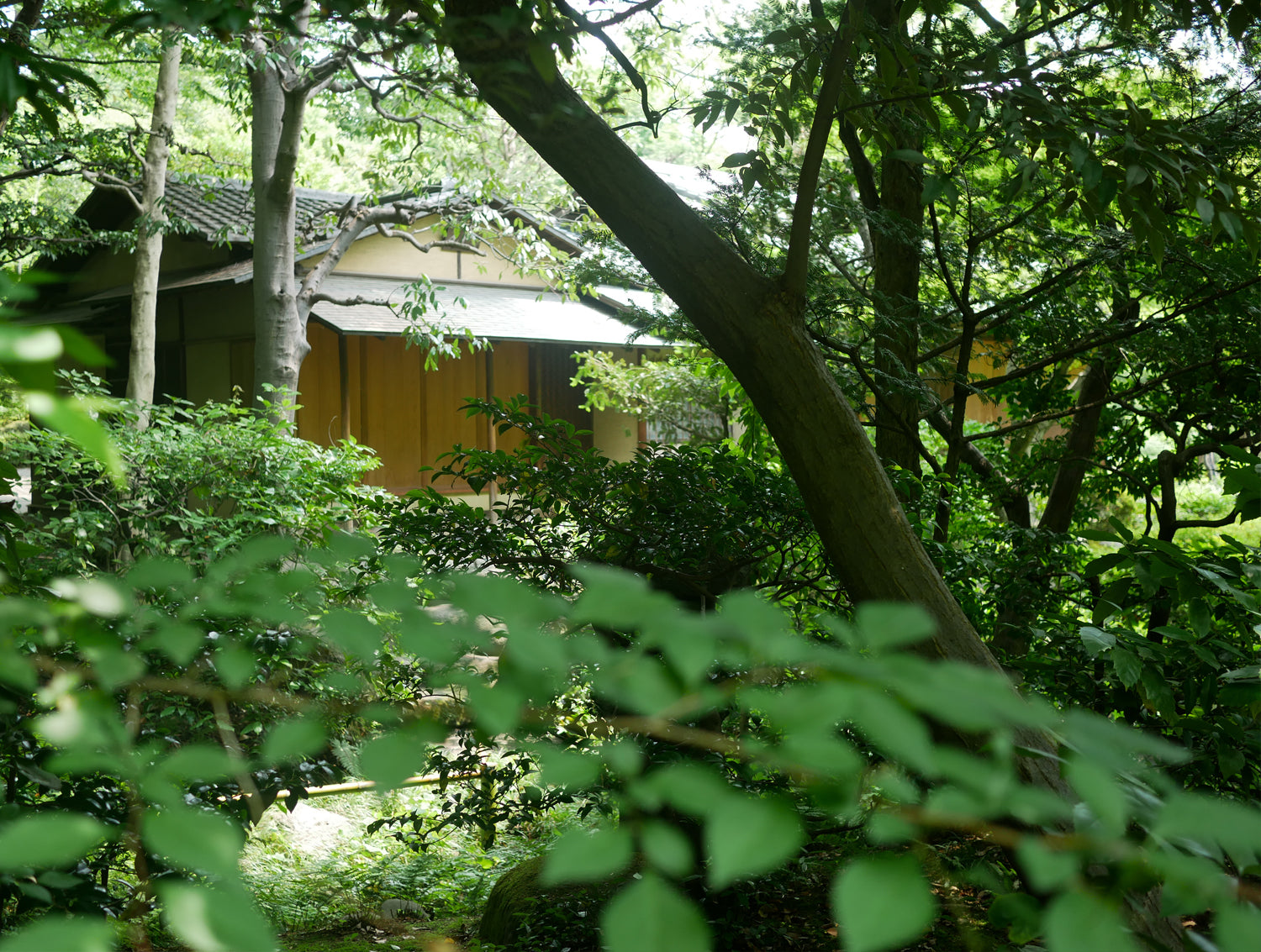 The Garden of the Nezu Museum, Aoyama Tokyo